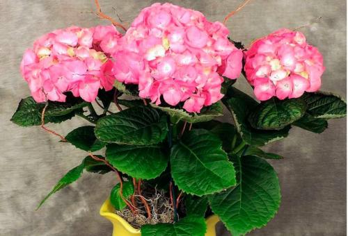 Как обрезать гортензию в горшке. Гортензия комнатная уход: какая последовательность выполнения?