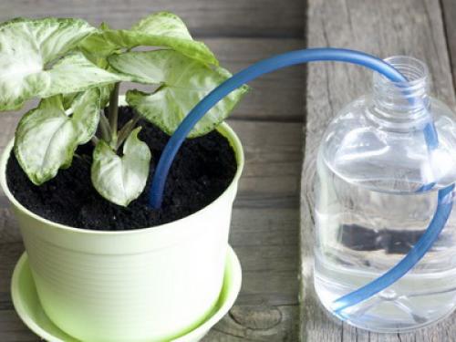 Уход за комнатными растениями своими руками. Особенности ухода за комнатными растениями: приемы полива (с фото и видео)