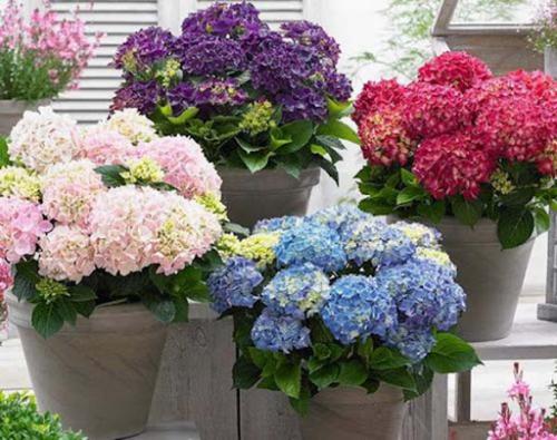 Как обрезать гортензию в горшке. Гортензия комнатная уход: какая последовательность выполнения?