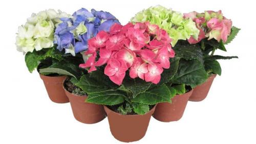 Уличная гортензия уход в домашних условиях. Уход за гортензией в домашних условиях