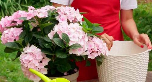 Как обрезать гортензию в горшке. Гортензия комнатная уход: какая последовательность выполнения?