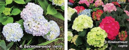 Уличная гортензия уход в домашних условиях. Уход за гортензией в домашних условиях 07