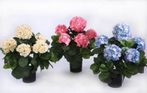 Как пересадить домашнюю гортензию. Как правильно посадить у себя дома