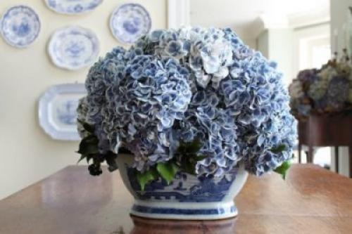 Как пересадить домашнюю гортензию. Как правильно посадить у себя дома