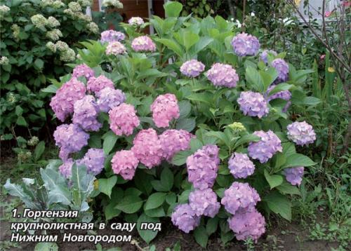 Уличная гортензия уход в домашних условиях. Уход за гортензией в домашних условиях 05