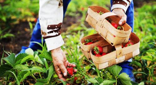 Как правильно готовить почву для посадки клубники