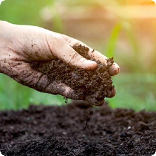 Как выбрать правильное время для пересадки клубники в августе