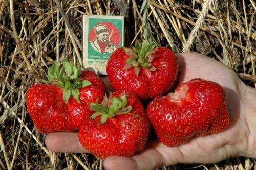 Как подготовить почву для посадки клубники